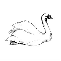 Graphic vector drawing of a swan drawn by hand. Bird symbol of fidelity