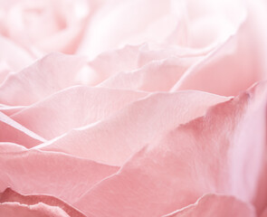 Pink pale rose flower petals, soft focus. Macro flowers backdrop