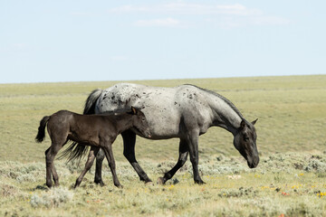 Wild Horse Mare and Foal Walking