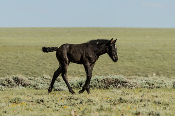 Blue Roan Wild Horse Foal