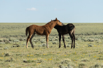 Two Wild Horse Foals