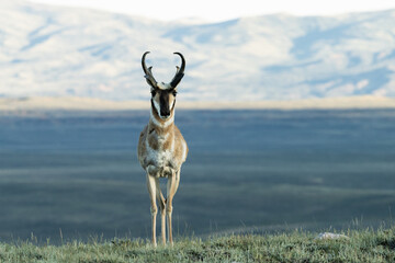 Pronghorn Standing