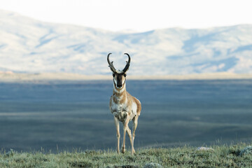 Male Pronghorn in Wyoming