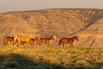 Wild Horses at Dusk on Ridge