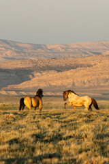 Wild Stallions at Dusk