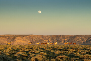 Wild Horses and Full Moon