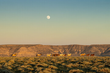 Wild Mustangs on Ridge with Full Moon
