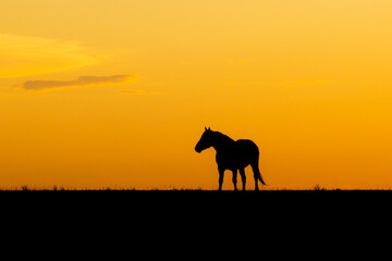 Wild Horse at Sunset