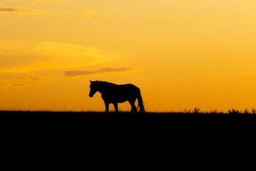 Wild Mustang Sunset