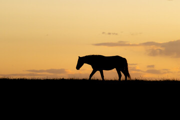 Wild Horse on Ridge at Sunset