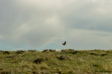 Hawk Flying in Desert