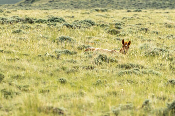 Wild Horse Foal Sleeping in Grass
