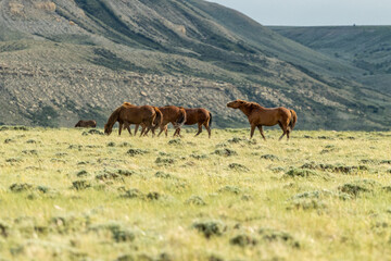 Band of Wild Horses Walking