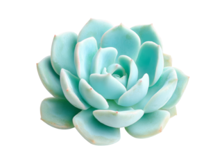 Beautiful pastel blue echeveria succulent isolated on black background, Isolated On Transparent Background, Png