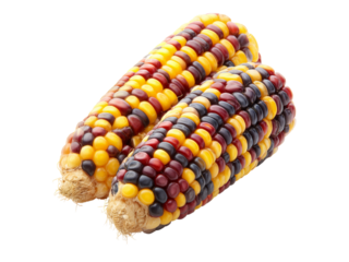 Two ears of colorful indian corn isolated on black background, Isolated On Transparent Background, Png