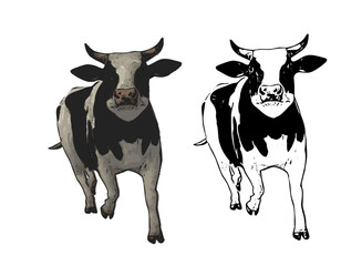 Cow ilustration design 