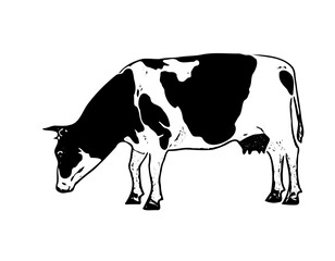 Cow ilustration design 