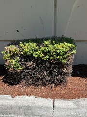 A hedge with bark
