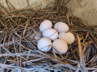 chicken eggs in a cage, traditional Indonesian farm