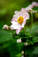 Beautiful blooming pink Japanese Anemone	