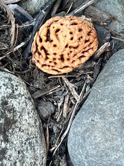 A mushroom