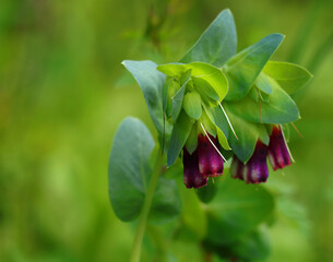 Springtime, Oeiras, Portugal. Honeywort - Cerinthe major  'Purpurascens' - growing wild. Selective...