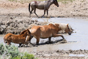 Water Hole with Mare and Foal