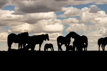 Band of Mustangs Silhouette