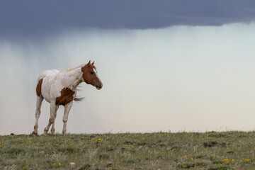 Wild Horse Pinto on Ridge