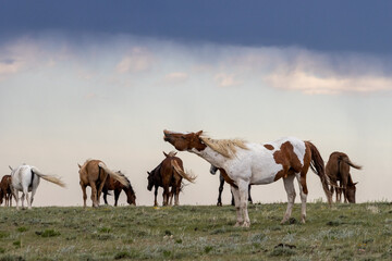 Wild Horse Playing