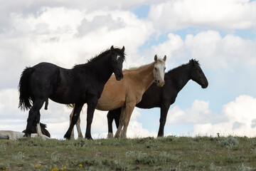 Wild Horse Trio