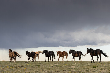 Wild Horses in Wind Walking Away