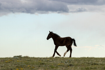 Wild Mustang Foal