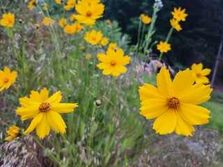 yellow daffodils in the garden