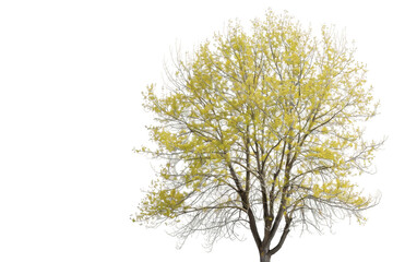 Fototapeta premium Modern Poplar Tree Isolated on Transparent Background, Ideal for Art Projects