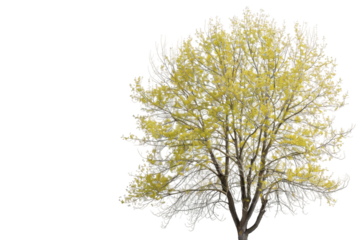 Modern Poplar Tree Isolated on Transparent Background, Ideal for Art Projects