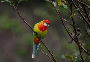 Eastern rosella