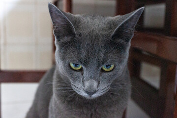 Fotos de gatos para publicidade