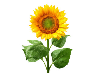 Obraz premium Single sunflower isolated on black background vibrant yellow petals green leaves summer bloom, Isolated On Transparent Background, Png