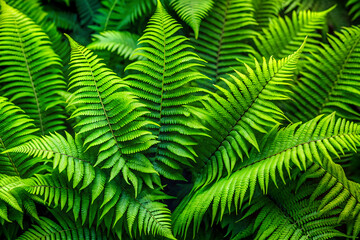 A vibrant display of lush green ferns, capturing their intricate fronds in detail. Perfect for a natural background, evoking a sense of tranquility and verdant beauty