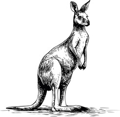 Black and white sketch of a kangaroo standing upright, wildlife illustration. Vector illustration