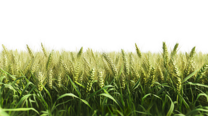 Golden wheat swaying gently in the summer breeze promising a bountiful harvest set against a on transparent background