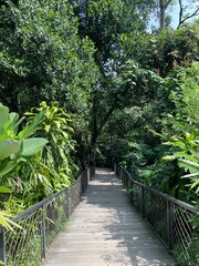 Serene Wooden Boardwalk Through a Lush Tropical Forest Pathway.