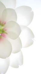 White flower petals close up soft focus delicate floral background for design ideas