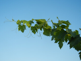 Vibrant green grape vine leaves and tendrils stretch horizontally against a clear, brilliant blue...