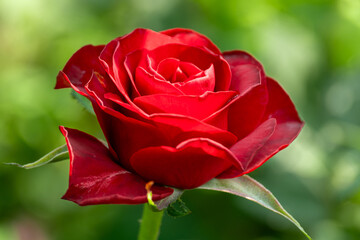 Close up of a vibrant red rose in full bloom, captured in natural sunlight with a soft green background. A perfect symbol of love, romance, and beauty in nature