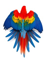 Fototapeta premium Colorful parrot, wings outstretched