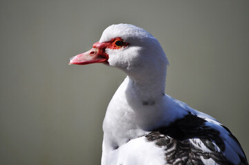 The Muscovy duck portrait (Cairina moschata)