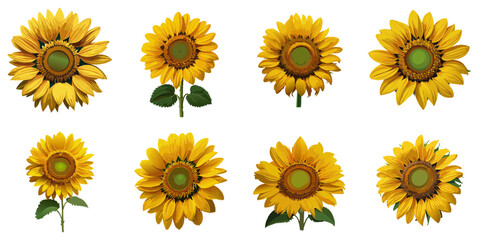 Multiple vector illustrations of delicately drawn sunflowers

