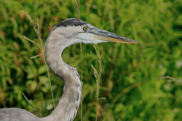 Mid-aged grey heron in the Apopka Wildlife park